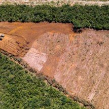 Amazônia: desmatamento registra maior queda do ano em novembro -  Instituto de Pesquisa Ambiental da Amazônia -IPAM/Divulgação