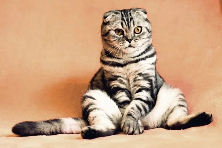 Concurso elege as fotos de animais mais divertidas - ???? ????????? por Pixabay