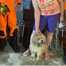 Vídeo: cão é resgatado depois de cair em poço de 7 metros em Juiz de Fora - CBMMG/Divulgação