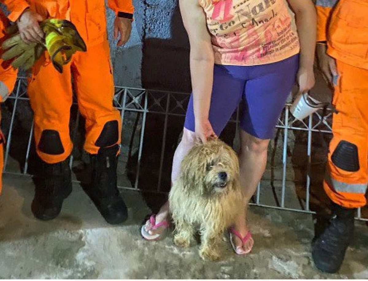 Vídeo: cão é resgatado depois de cair em poço de 7 metros em Juiz de Fora