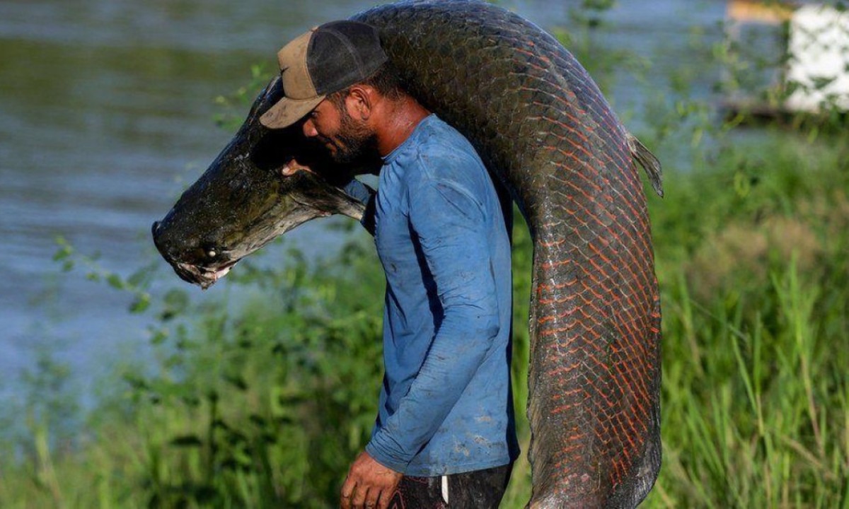 Pirarucu (ou paiche nos países de língua espanhola) pode atingir até 4 metros de comprimento -  (crédito: Getty Images)