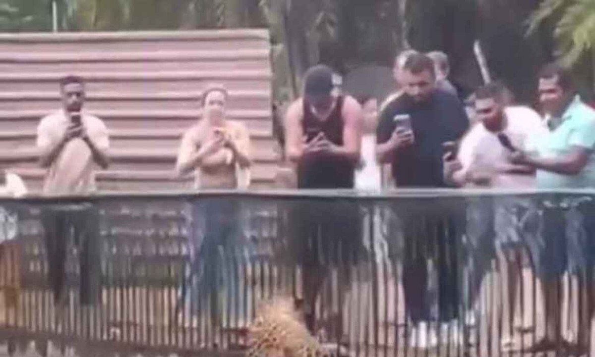 Onça escala parede e se aproxima do público no Zoológico de Brasília.  -  (crédito: Divulgação/Ceilândia Muita Treta)