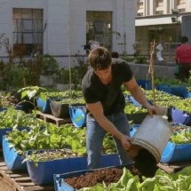 Agricultura urbana pode ser resposta criativa à crise climática - Cecília Bastos/Jornal da USP