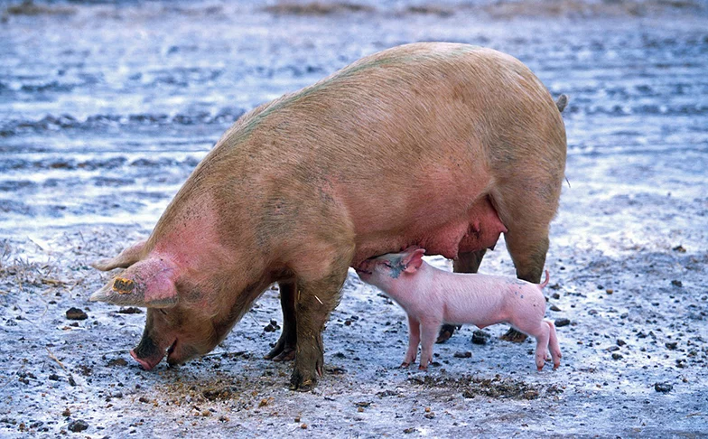 Cidade do Paraná faz estrume de porco virar energia elétrica - pixabay