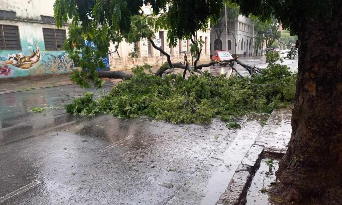 Árvore de grande porte caiu e interditou trânsito na rua Guaicurus -  (crédito: Redes Sociais)