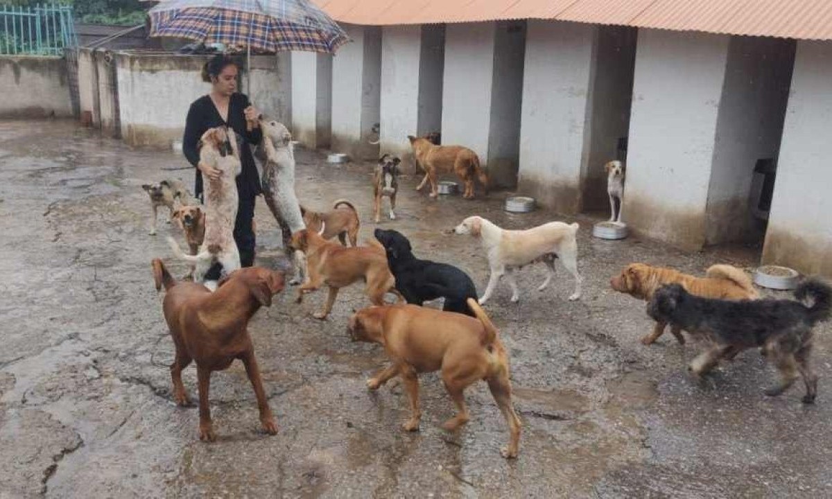 Tainá Castro cuida dos animais 24 horas por dia -  (crédito: Jair Amaral/EM/D.A.Press)