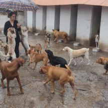 Protetora de 100 cães e gatos faz protesto contra ordem de despejo - Jair Amaral/EM/D.A.Press