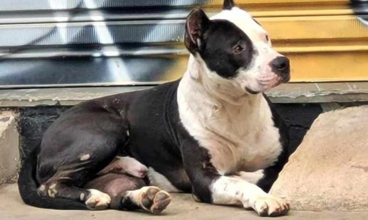 Imagem mostra cachorro pitbull deitado em calÃ§ada de Pouso Alegre -  (crédito: Redes Sociais)