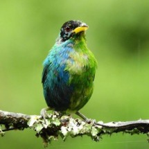 O raro pássaro metade-fêmea, metade-macho avistado na Colômbia - John Murillo