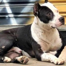 Prefeitura apura morte de pitbull sacrificado por falta de espaço em canil - Redes Sociais