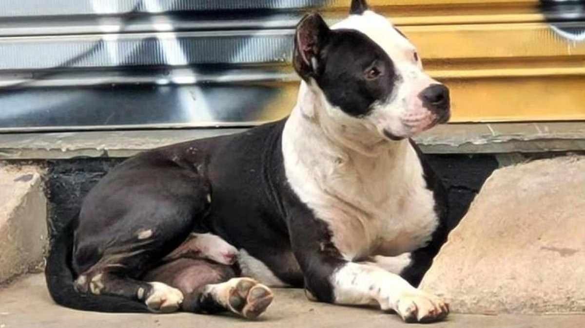 Prefeitura apura morte de pitbull sacrificado por falta de espaço em canil