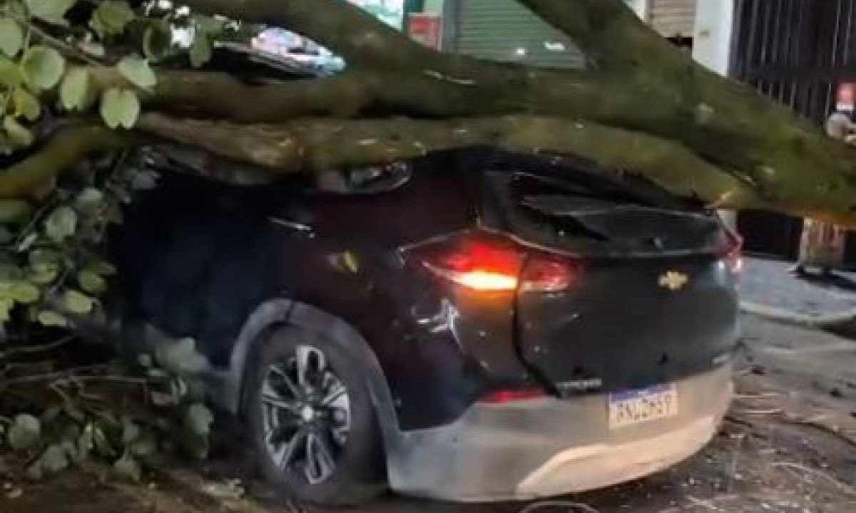 Árvore de grande porte caiu em cima de carro em BH -  (crédito: Redes Sociais/Reprodução)