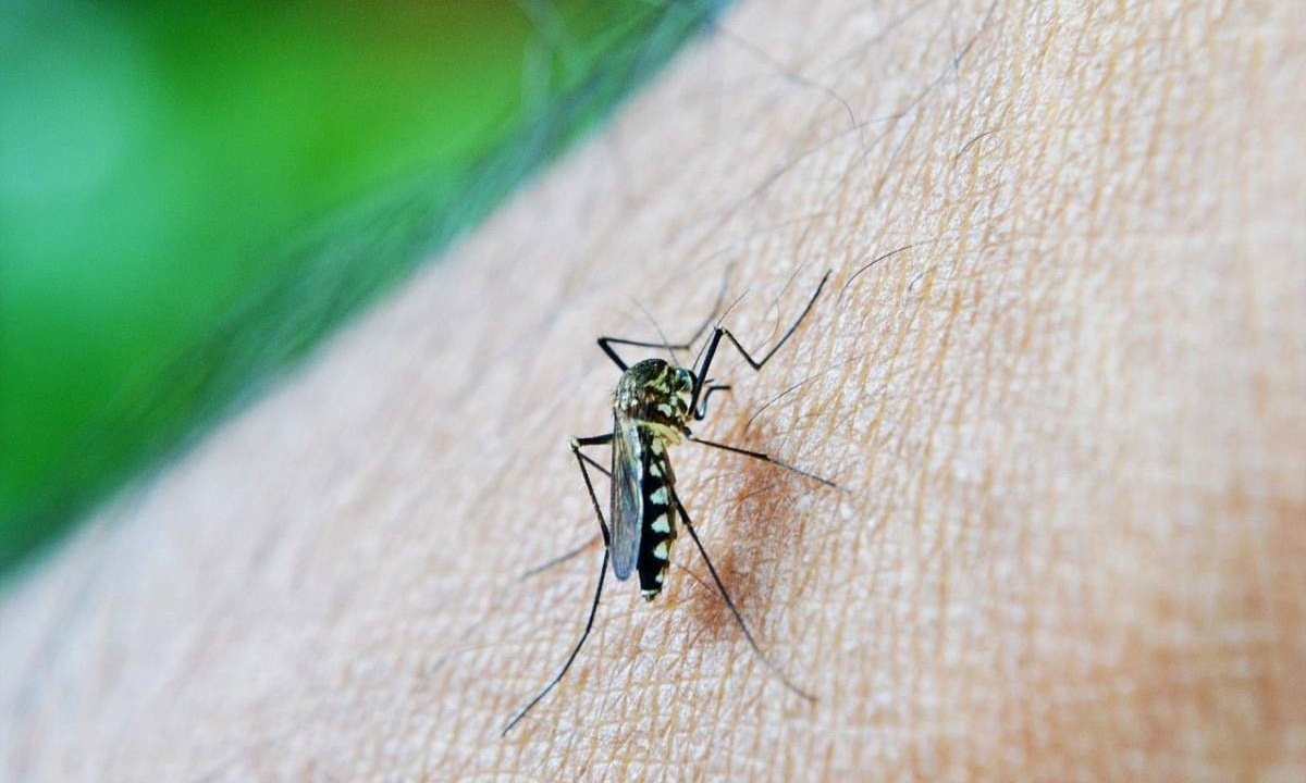 Os ovos depositados pelas fêmeas do mosquito Aedes aegypti podem resistir fora da água por até mais de 400 dias -  (crédito:  Mohamed Nuzrath/Pixabay)