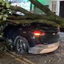 Vídeo: Árvore cai em cima de carro em avenida de BH - Redes Sociais/Reprodução