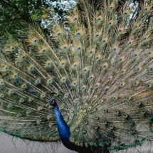 Espetáculo de plumas e cores: As aves mais belas do mundo - Eva Bronzini por Pexels