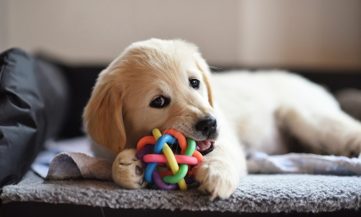 Adaptar o ambiente para os pets ajuda na saÃºde fÃ­sica e emocional (Imagem: v | Shutterstock) -  (crédito: EdiCase - Pets -> Revista do CB)