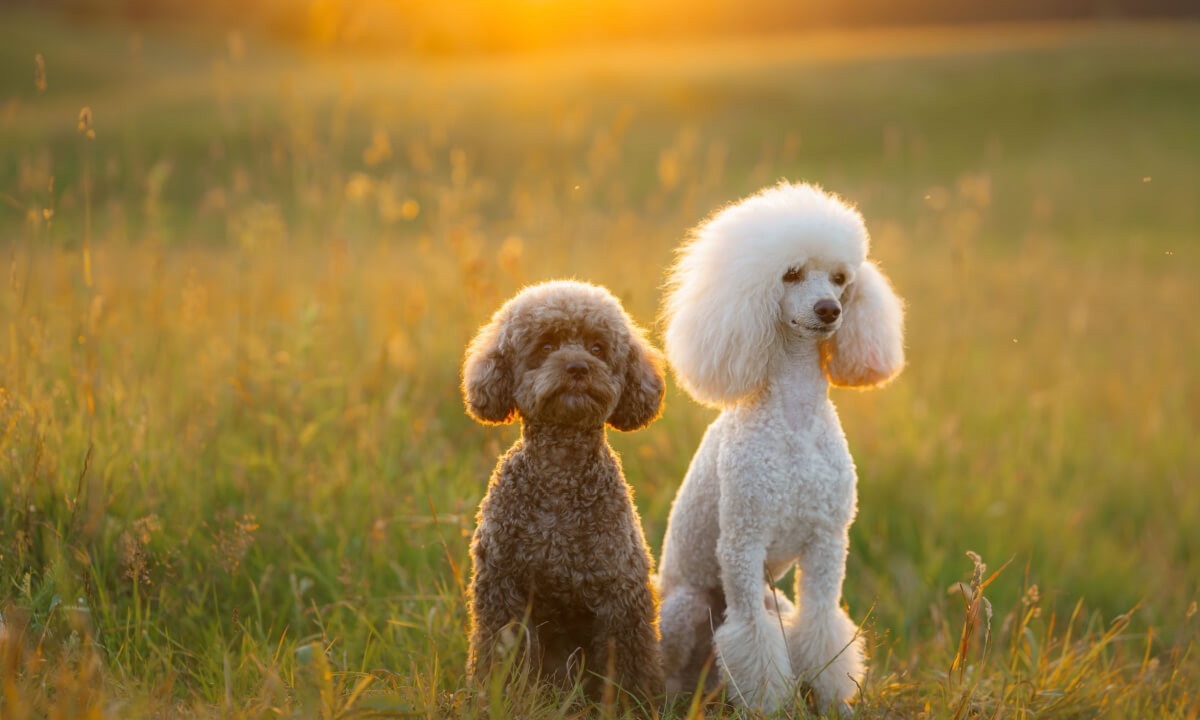 Os poodles são frequentemente confundidos com os cachorros da raça bichon frisé (Imagem: dezy | Shutterstock)  -  (crédito: EdiCase - Pets -> Revista do CB)