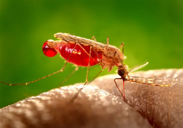 Dois casos de malária são registrados em SP na primeira semana de janeiro - AFPMB - Flickr