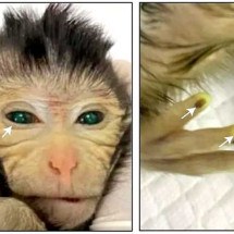 Macaco “quimera”: Cientistas da China criam animal fluorescente -  Jing Cao et al/ Divulgação