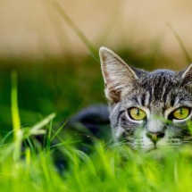 Por que gatos extinguiram mais espécies que qualquer outro predador - Getty Images