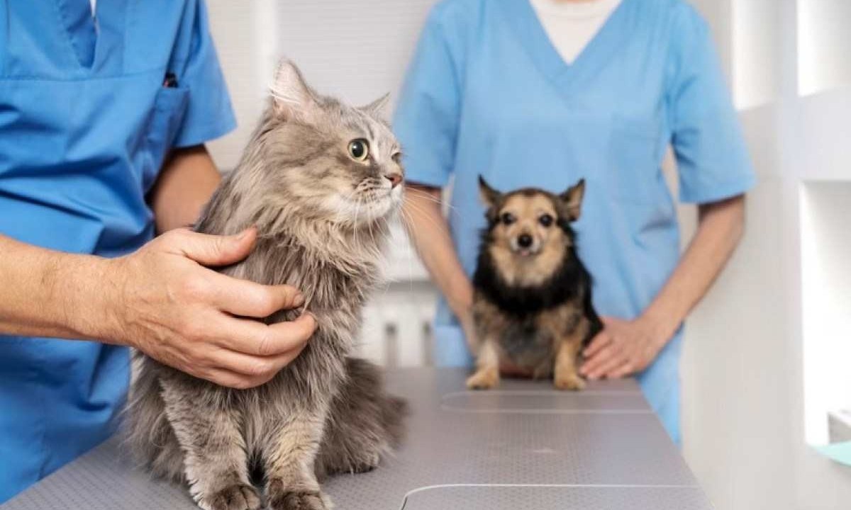 Cuidados preventivos anuais podem antecipar diagnósticos das principais enfermidades que acometem cães e gatos -  (crédito: Freepik)