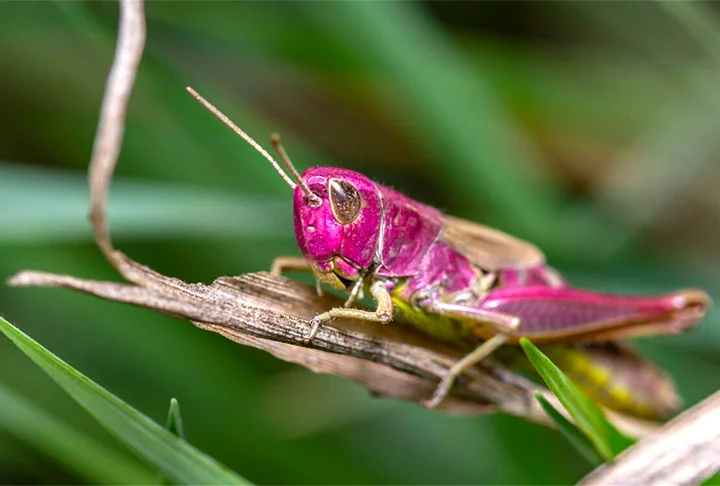 Fotógrafo amador flagra raro gafanhoto rosa em seu jardim - Reprodução do Site Meus Animais