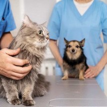 Check-up pet: exames preventivos ajudam a manter a saúde dos animais de estimação em dia - Freepik
