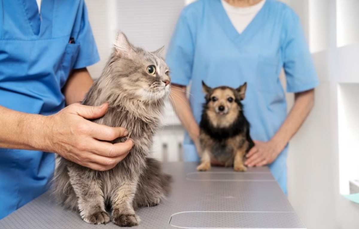 Check-up pet: exames preventivos ajudam a manter a saúde dos animais de estimação em dia