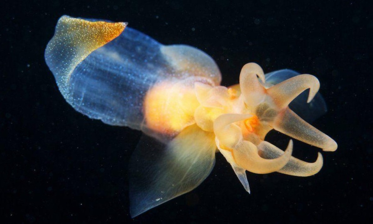 O conhecimento sobre as criaturas que vivem nas profundezas do mar, que poderiam ser impactadas pela mineração, é limitado -  (crédito: Getty Images)