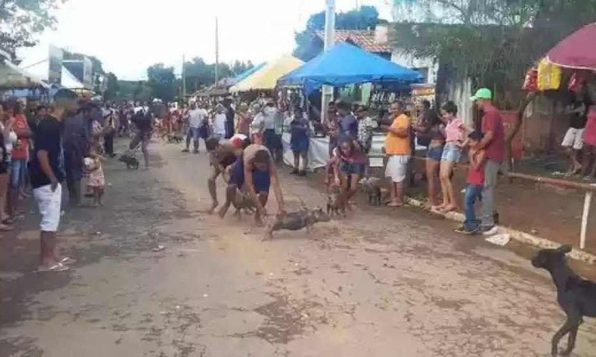 Festa de Alto Belo tem competições inusitadas. Essa é a corrida de porco -  (crédito: Luiz Ribeiro/DA Press 14.01.2023)