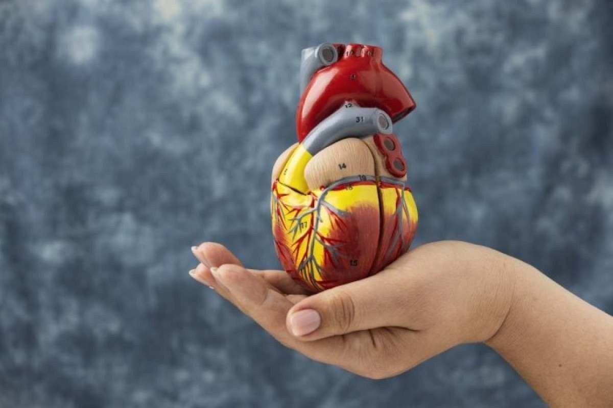 Coração biorobótico é esperança para doenças cardíacas