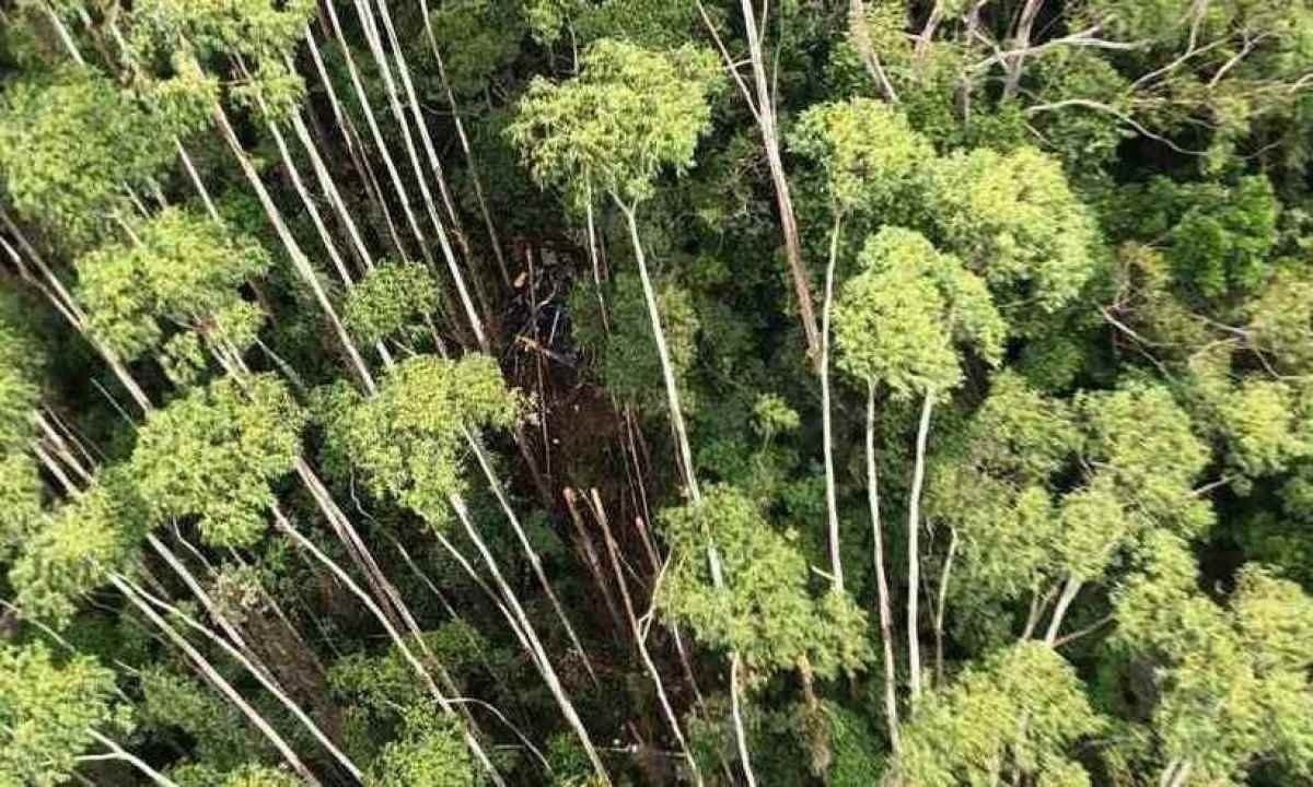 Área onde foi localizado o helicóptero
 -  (crédito: PMSP/Divulgação)