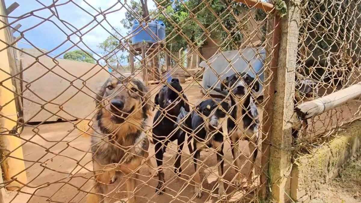 Canil onde pitbull foi morto em MG está superlotado