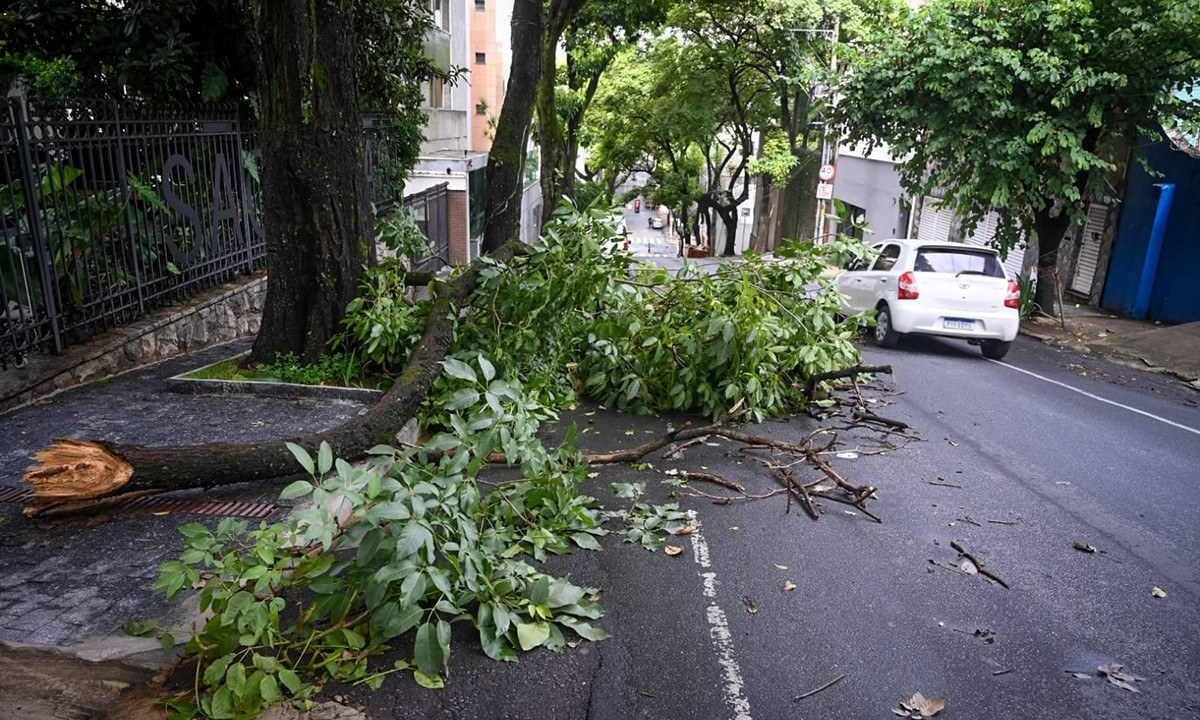 Após as chuvas um galho de árvore caiu sobre parte do passeio e vagas da Rua São Romão, no Bairro Santo Antônio  -  (crédito: Leandro Couri/EM/D.A.Press)