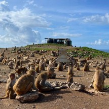 A ilha-laboratório onde quase 2 mil macacos são estudados para entender o comportamento humano - Ronald Ávila-Claudio