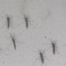 Alerta ligado: casos de dengue disparam em vários estados - Reprodução/TV Globo 
