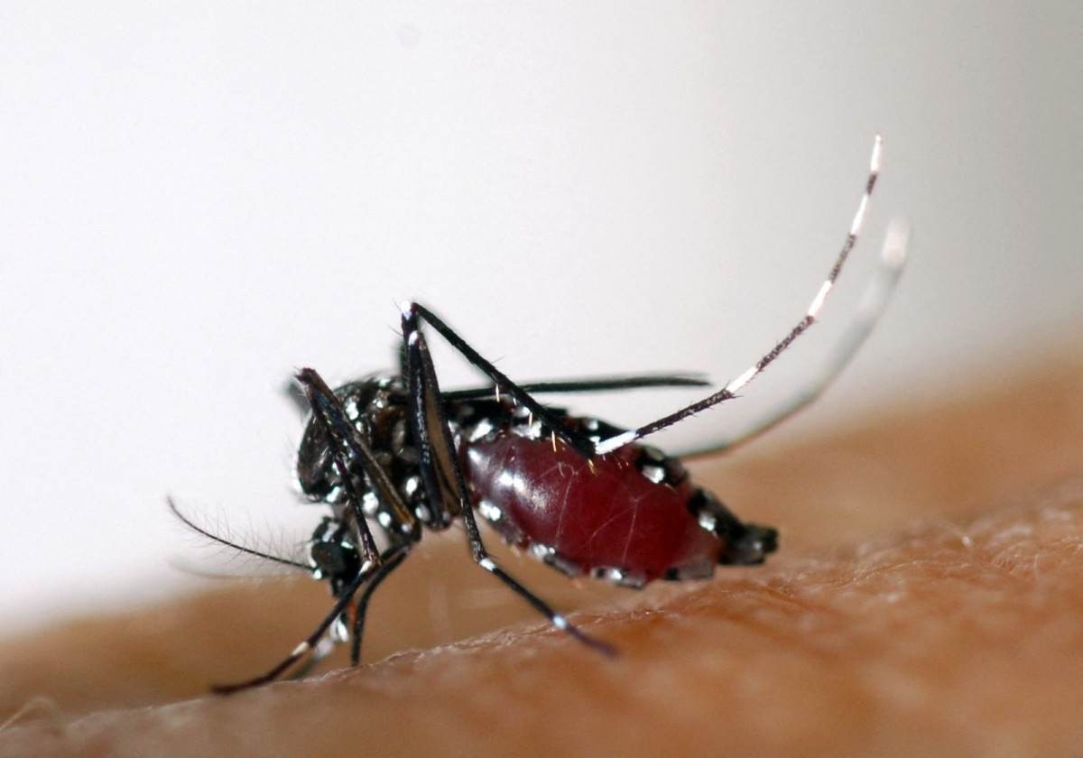 Veja como será a vacinação contra a dengue