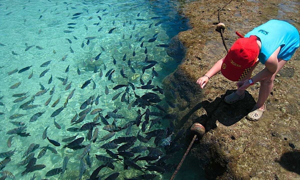 A variedade de peixes encanta os visitantes que procuram Porto de Galinhas nas f&eacute;rias 