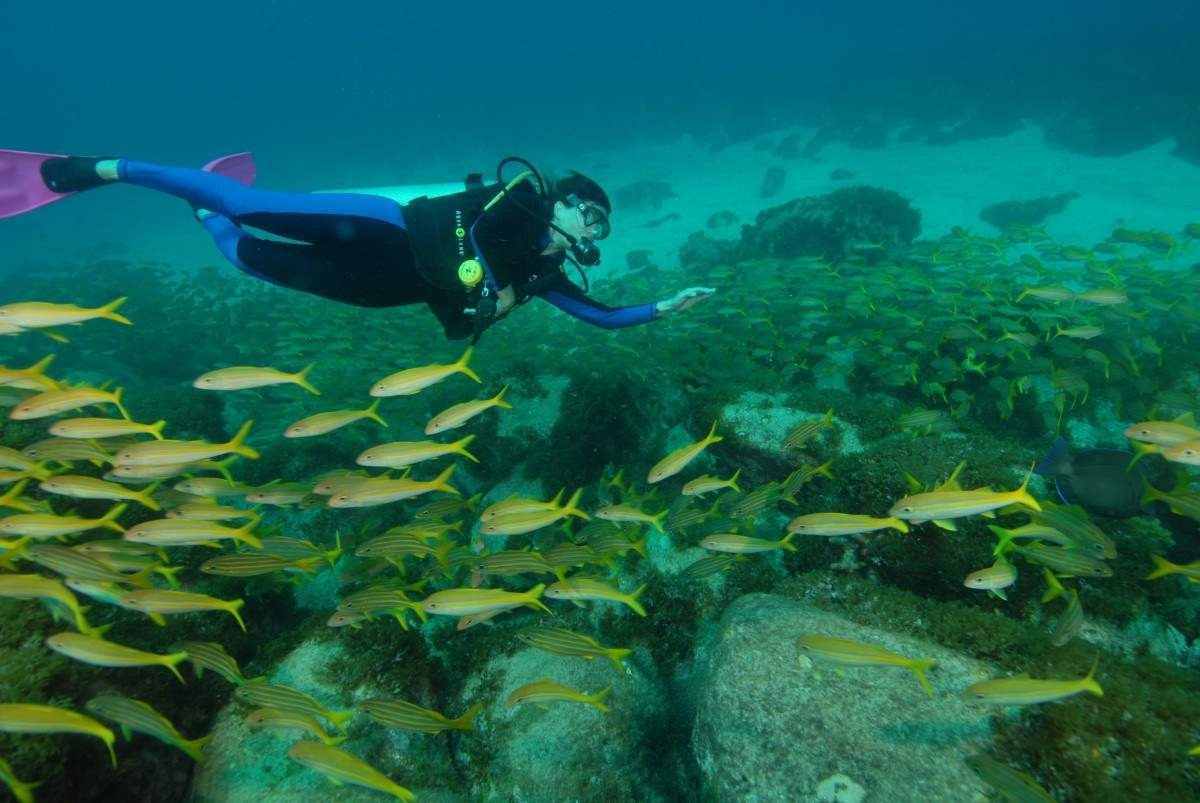 Com rica fauna marinha e águas cristalinas, Noronha é um destinos preferidos dos amantes do mergulho  