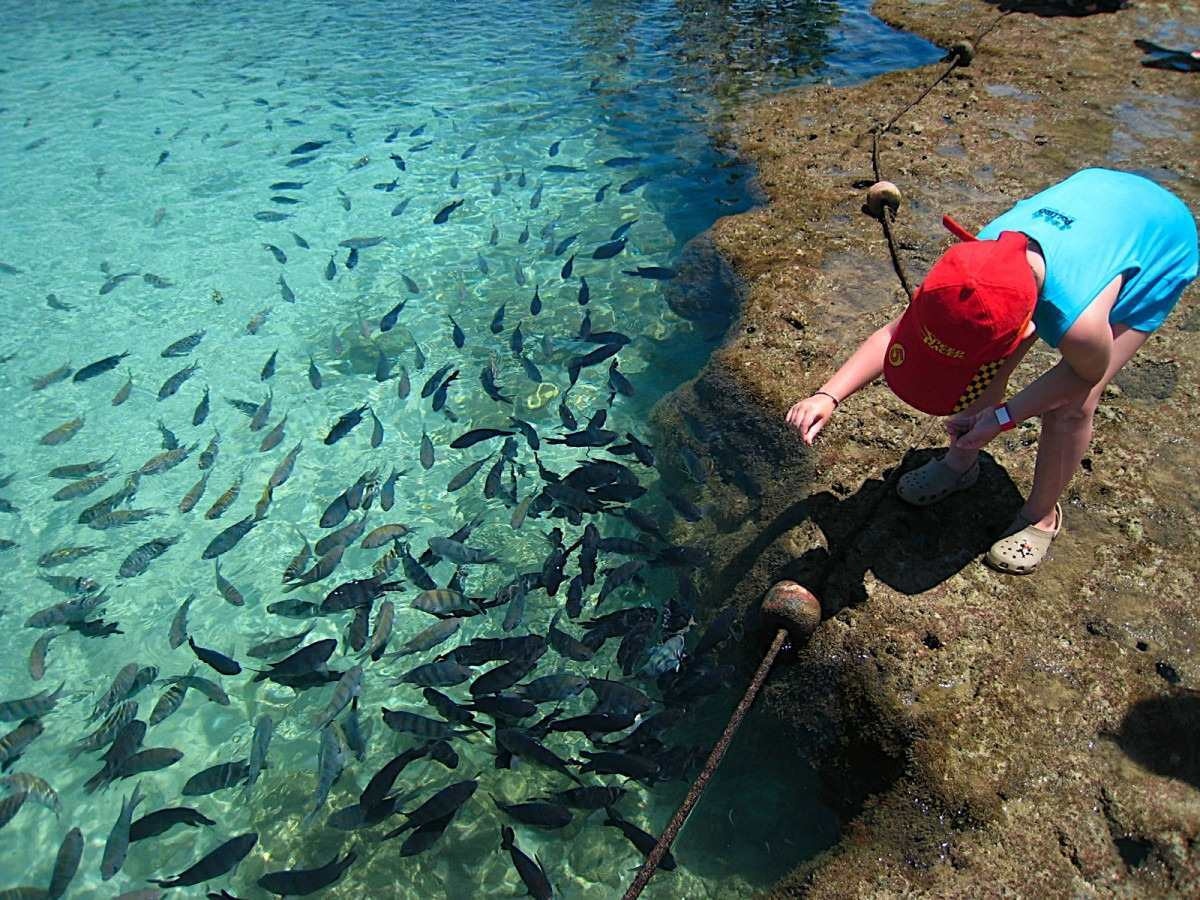 A variedade de peixes encanta os visitantes que procuram Porto de Galinhas nas férias 