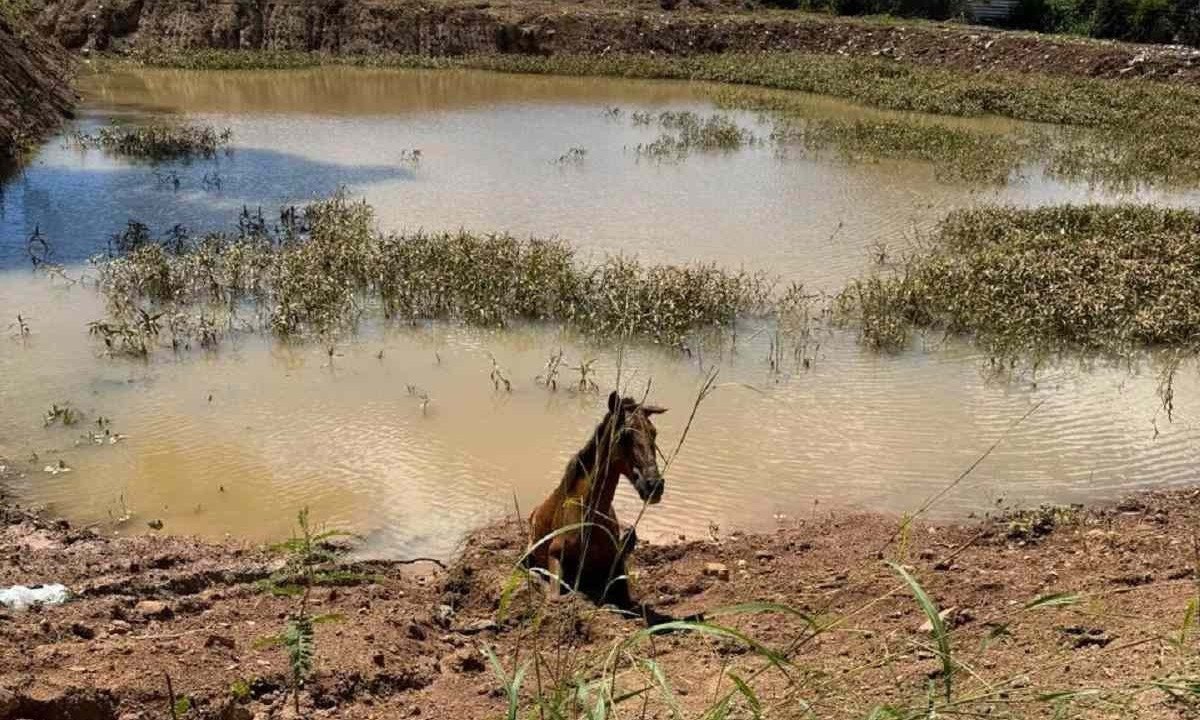 Cavalo estava preso pelas patas traseiras -  (crédito: Divulgação/CBMG)