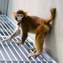 Clone de macacos Rhesus, a espécie semelhante aos humanos - AFP