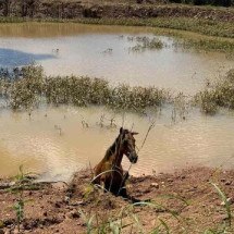 Cavalo fica preso em lama e é socorrido por bombeiros em Araguari - Divulgação/CBMG