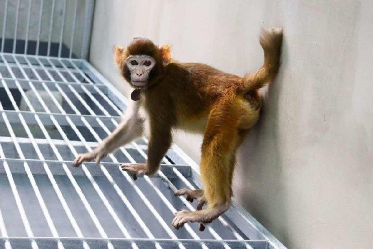 Clone de macacos Rhesus, a espécie semelhante aos humanos