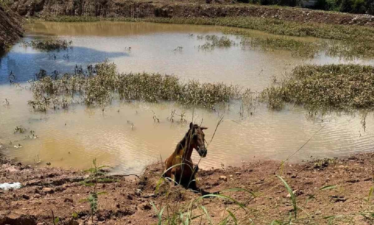 Cavalo fica preso em lama e é socorrido por bombeiros em Araguari