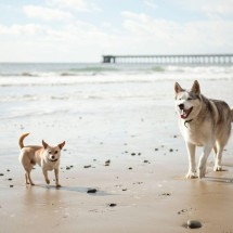 Cachorros grandes vivem menos? Novo estudo traz respostas - Getty Images