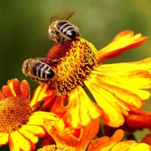 A importância das abelhas no meio ambiente e na produção de alimentos - Imagem de Nowaja por Pixabay