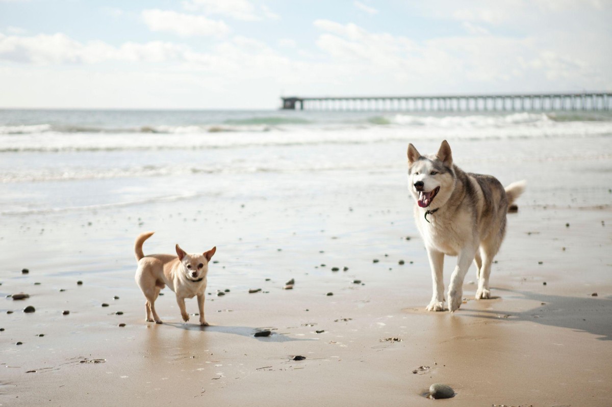 Cachorros grandes vivem menos? Novo estudo traz respostas