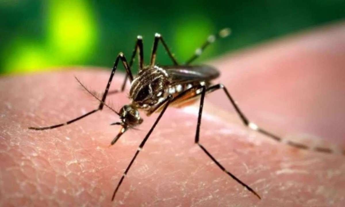 Mosquito Aedes aegypti, que transmite dengue, chikungunya e zika -  (crédito: Agência Brasil)