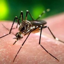 Minas Gerais tem a primeira morte por chikungunya em 2024 - Ag&ecirc;ncia Brasil
